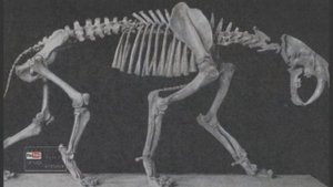 Жизнь первобытных людей. Ч2. Общины охотников и собирателей.