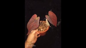 RAREST CALADIUM IN THE WORLD | Rare Caladium variety & Names | #Caladiums