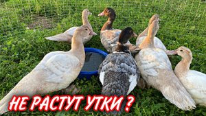 Как увеличить вес Индоуток / От чего зависит вес Мускусных уток / Чем кормить утят ?