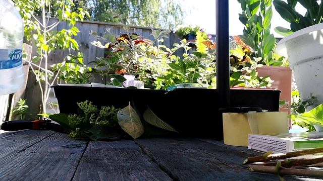Как укоренить гортензию//Мой опыт и мой эксперимент//#укоренение гортензий