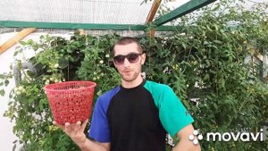 субстрат для гидропоники какой я использую #керамзит #пеностелко #кокосовый #субстрат