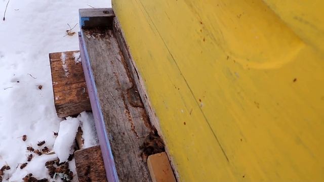 Клуба нет, поведение пчёл как летом смотреть онлайн