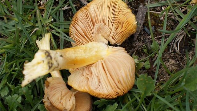 Pluteus romellii смотреть онлайн