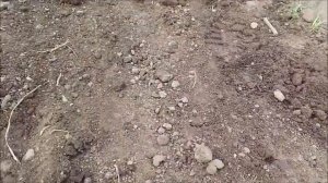Устройство посевного газона под ключ