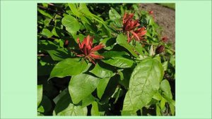 Каликант или Чашелистник