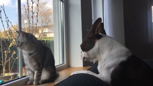 Собака vs кошка | dogfight | Boston Terrier
