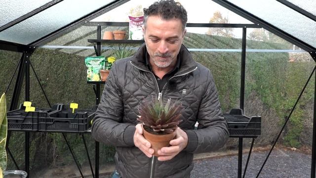 Vetplanten of succulenten: de Aloe aristata смотреть онлайн