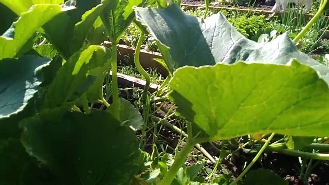 СТРИГУ КАБАЧКИ.ПОДКОРМКА ДЛЯ  КАБАЧКОВ .ЗАЩИТА КАБАЧКОВ ОТ БОЛЕЗНЕЙ БИО ПРЕПАРАТАМИ.