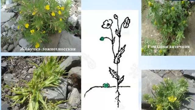 Лекция 6.1 Биоморфный анализ флоры Дагестана смотреть онлайн