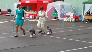 Монопородная выставка цвергшнауцеров(36)