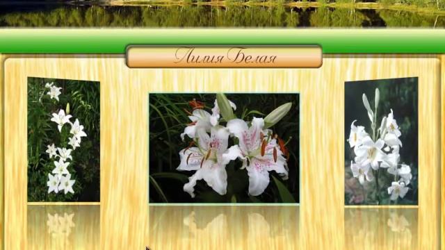 Магия растений. Лилия белая смотреть онлайн