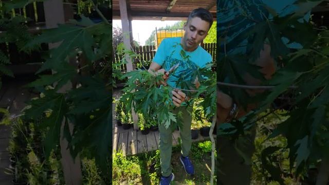 Обрезка клена сахаристого смотреть онлайн