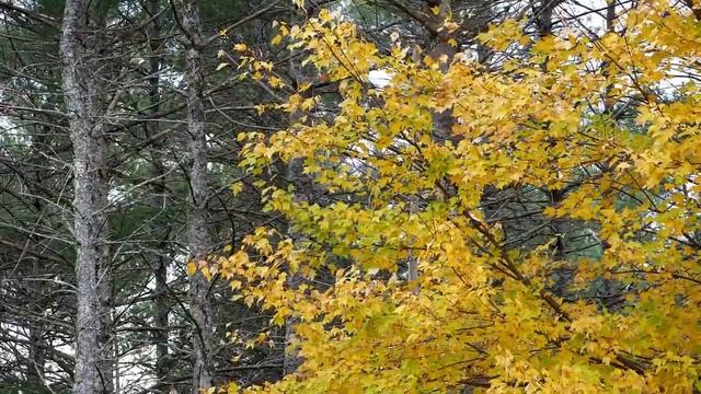 Футаж осенний лес желтые листья смотреть онлайн