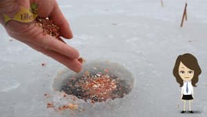 Лучшая прикормка для плотвы зимой! Чем прикормить плотву к точке ловли зимой?