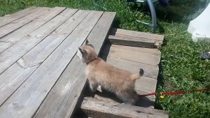 Проявление первых инстинктов, рысяка 1месяц