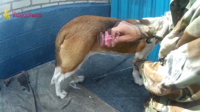 Уход за шерстью собаки! Videoohota смотреть онлайн
