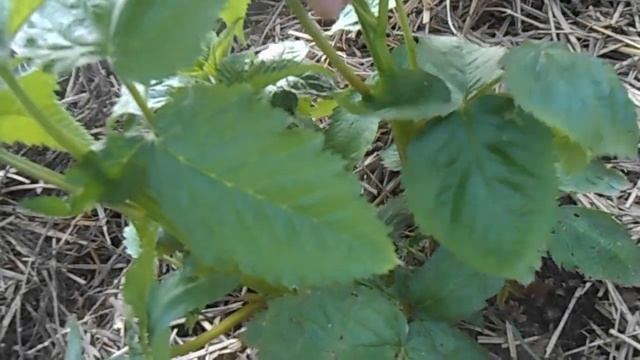 Ежевика Прайм Арк Фридом в теплице подрастает. смотреть онлайн