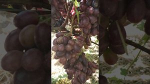 г.ф. столового винограду Рембо, киш миш Спокуса, Еверест, Олімп, Краса Балок