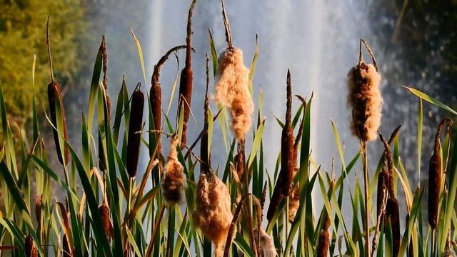 Приятная короткая музыка - Музыка без слов для отдыха и релаксации - Music without words for rest смотреть онлайн