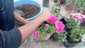 Repotting Double Petals Petunia