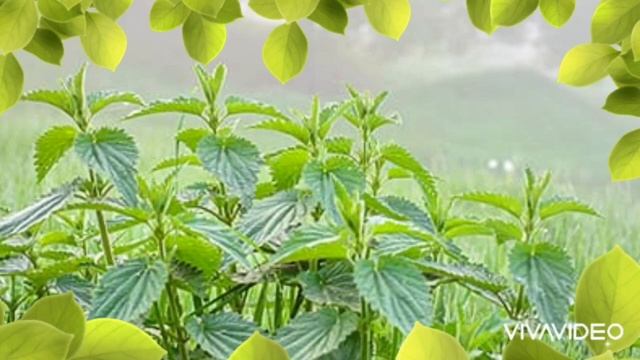 Жила была крапива смотреть онлайн