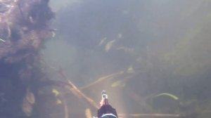 Подводная охота в Рязанской области на реке Проня