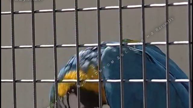 Детям о зоопарке. Наука и просвещение в зоопарке смотреть онлайн