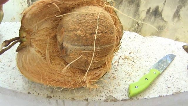 Как делают кокосовый субстрат. Коротко о пользе кокоса. смотреть онлайн