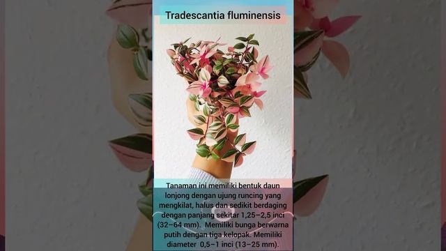 TRADESCANTIA FLUMINENSIS