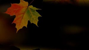 Осенний лист футаж HD
