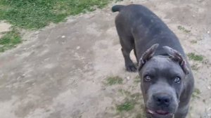 Кане корсо 4 месяца