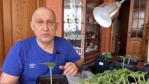 Прививка Арбуза и Дыни в боковой зарез