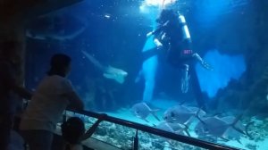 Океанариум. Москва. Водолазы и акулы. АКУЛЫ дружат с людьми