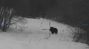 Охота на кабана с ночным прицелом Pulsar Digisight Ultra N455, 27.02.2021г. 18+