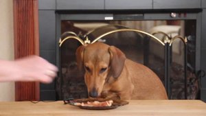 ASMR Dog Eating Homemade Chicken Jerky |  АСМР Собака Ест Куриное Вяленое Мясо