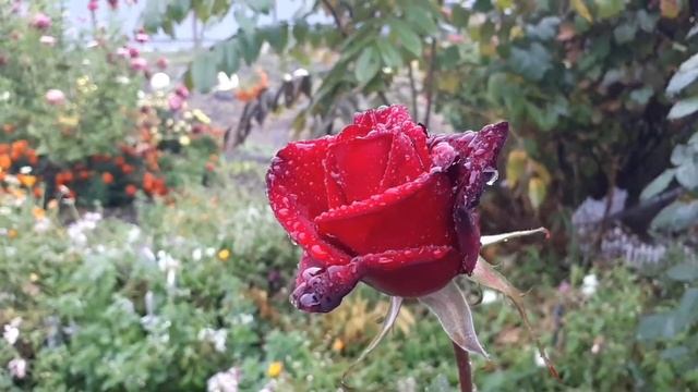 Поленница дров сложена, уборка урожая тыква с грядки,вкусный, сытный обед.,,Сад на берегу Амура,, смотреть онлайн