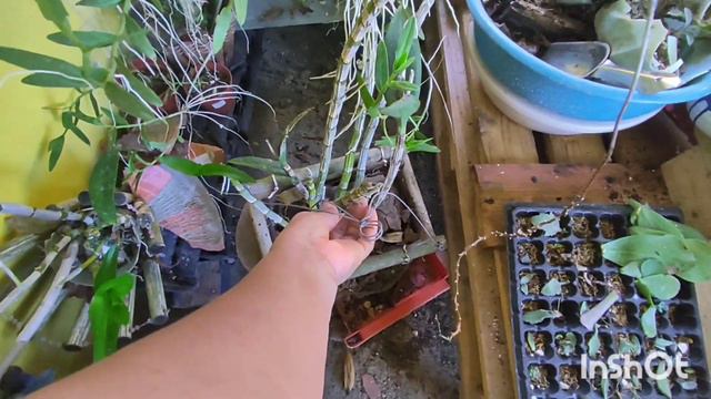 Como mantener con estas flores mis Orquídeas Dendrobium, sus cuidados y reproduccion смотреть онлайн