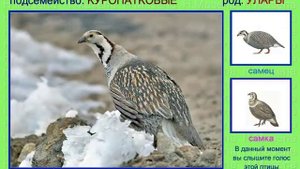 Улар. Горная индейка. Голоса птиц