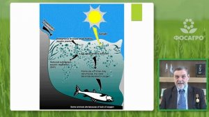 Механизм влияния активных форм кремния на систему почва-растение. Матыченков В.В.