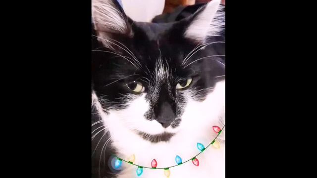 Забавный кот 😻поздравляет с 8 Марта! смотреть онлайн