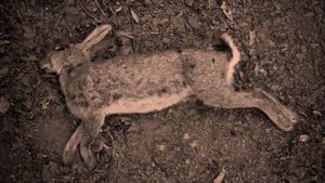 Elegy For Gump Worsley