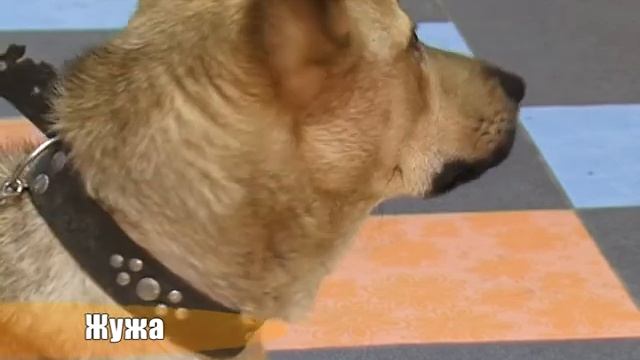 Жужа 2 смотреть онлайн