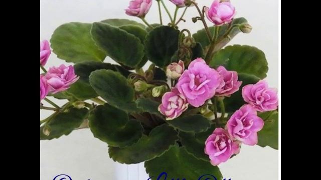 Фиалки мини и полумини. Моя коллекция. смотреть онлайн