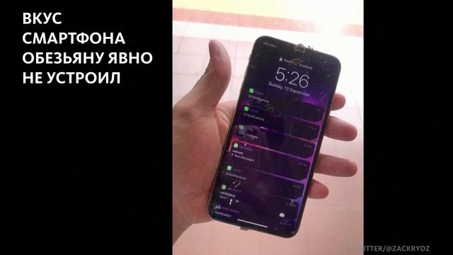 МАРТЫШКА И СМАРТФОН