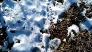 Защита деревьев от грызунов пластиковыми бутылками.