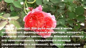 Усынин Розы и Сад. питомник Россия. Видео каталог 'Роза Ладюрэ'