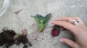 ОМОЛОЖЕНИЕ ФИАЛКИ ? 100 % результат ?