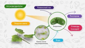Производители, потребители и разрушители органических веществ в природных сообществах.