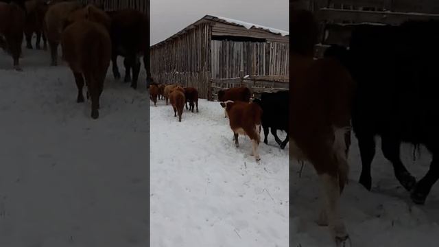 Продажа бычков Казахские белоголовые,симментал,герефорд,абердин ангус помесь