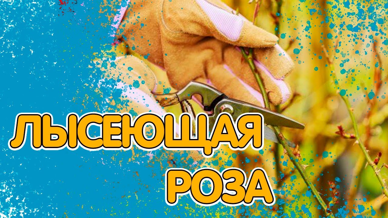 ЛЫСЕЮЩАЯ РОЗА. ПРИЧИНЫ И ПРЕДОТВРАЩЕНИЕ смотреть онлайн